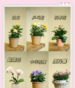 小众送妈妈的花有哪些花