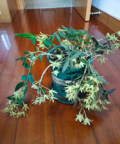 小众送妈妈的花有哪些花