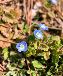 小众送妈妈的花有哪些花