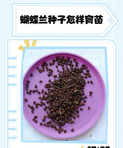 小众送妈妈的花有哪些花