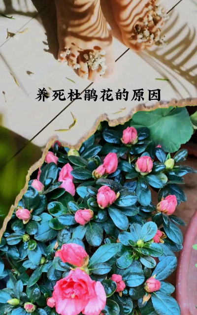 小众送妈妈的花有哪些花