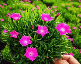 小众送妈妈的花有哪些花