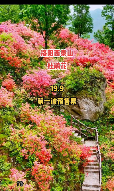 小众送妈妈的花有哪些花