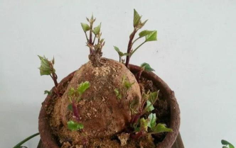 小众送妈妈的花有哪些花