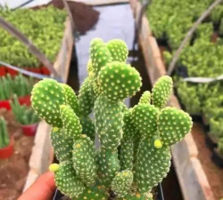 小众送妈妈的花有哪些花