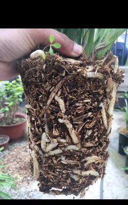 小众送妈妈的花有哪些花