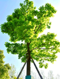 小众送妈妈的花有哪些花