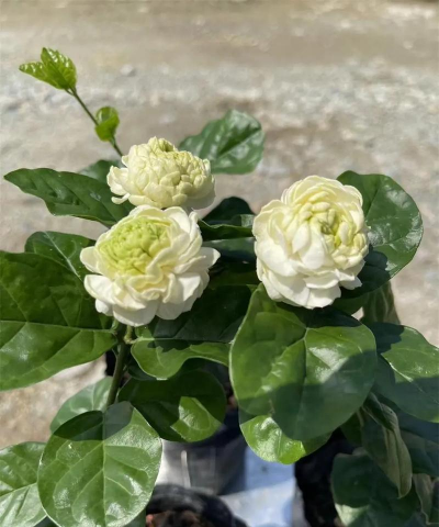 小众送妈妈的花有哪些花