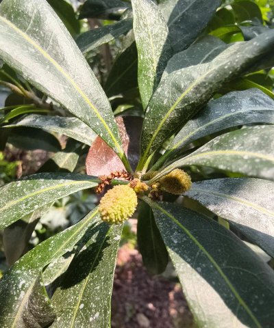 小众送妈妈的花有哪些花