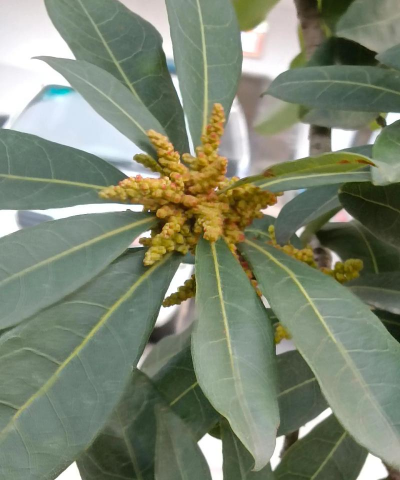 小众送妈妈的花有哪些花