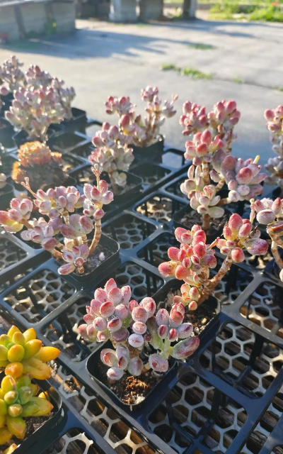 小众送妈妈的花有哪些花