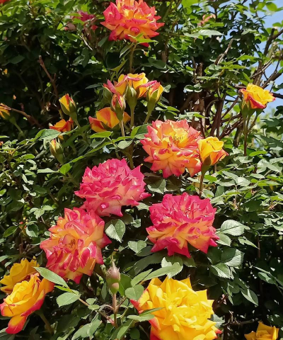 小众送妈妈的花有哪些花