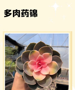 小众送妈妈的花有哪些花