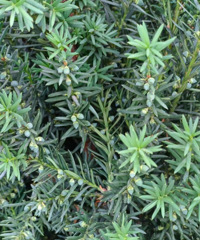 小众送妈妈的花有哪些花