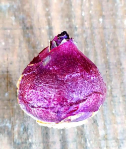 小众送妈妈的花有哪些花