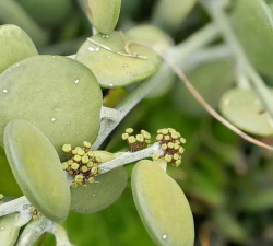 小众送妈妈的花有哪些花
