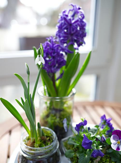 小众送妈妈的花有哪些花