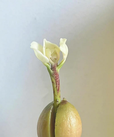 小众送妈妈的花有哪些花