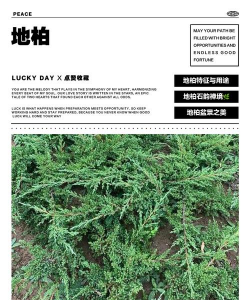 小众送妈妈的花有哪些花