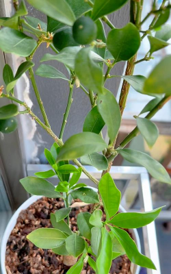 小众送妈妈的花有哪些花