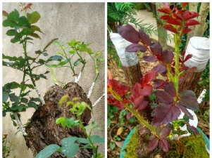 小众送妈妈的花有哪些花