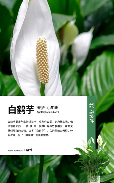 小众送妈妈的花有哪些花