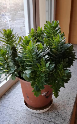 小众送妈妈的花有哪些花