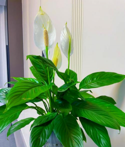 小众送妈妈的花有哪些花