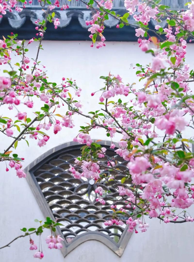 小众送妈妈的花有哪些花