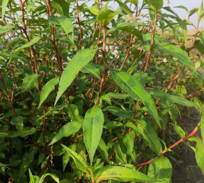 小众送妈妈的花有哪些花