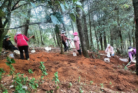 小众送妈妈的花有哪些花