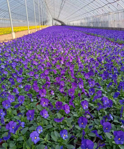 小众送妈妈的花有哪些花