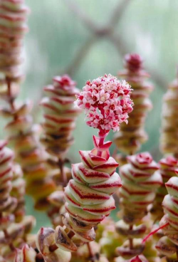 小众送妈妈的花有哪些花