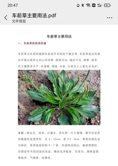 车前草的养殖方法和注意事项