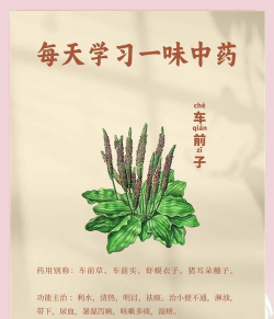 车前子的养殖方法和注意事项