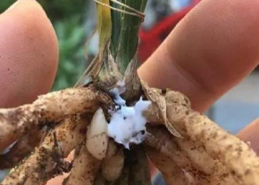 小众送妈妈的花有哪些花