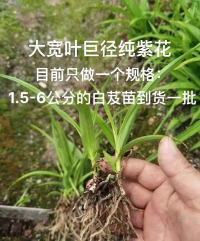 白芨种苗价格