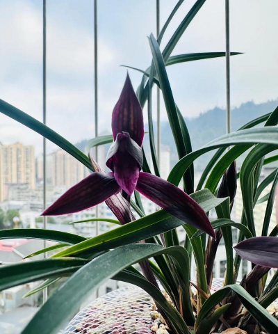 小众送妈妈的花有哪些花