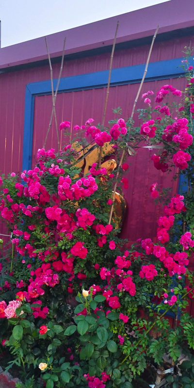 小众送妈妈的花有哪些花