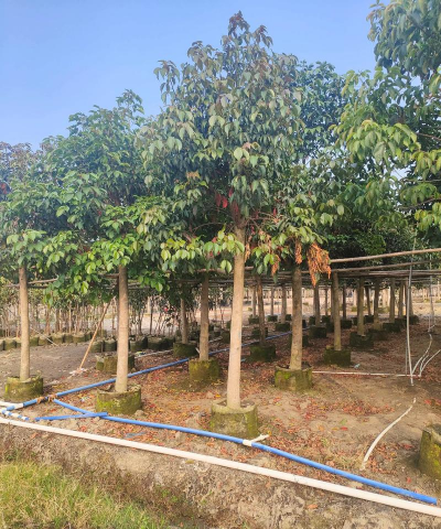 小众送妈妈的花有哪些花