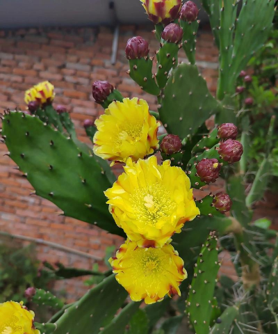 小众送妈妈的花有哪些花