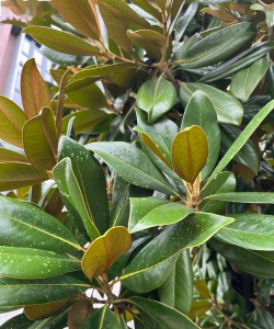 荷花玉兰的养殖方法和注意事项