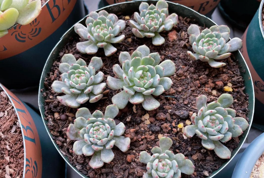 小众送妈妈的花有哪些花