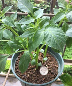 小众送妈妈的花有哪些花