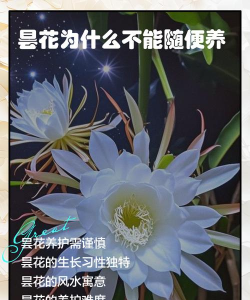 现在不养这种花，夏天就白过了，后悔都来不及！