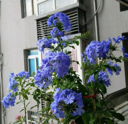 看腻了大红大紫，6种绝世冰蓝花，种1棵就清凉一夏！