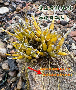 小众送妈妈的花有哪些花