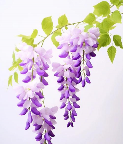 小众送妈妈的花有哪些花