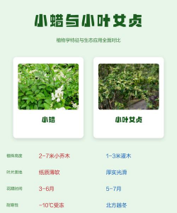 小蜡和小叶女贞的区别