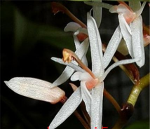 小众送妈妈的花有哪些花